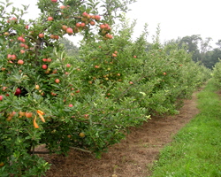 Narrow Lane Orchard | North Kingston, RI 02852